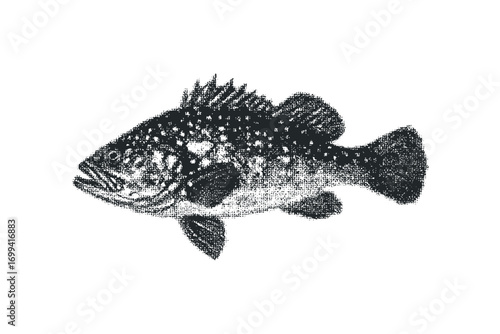 Sketch of a Spotted Fish on Transparent Background. Vector hand drawn illustration