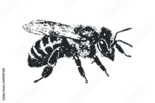 Grunge black bee entomology graphic. Vector hand drawn illustration