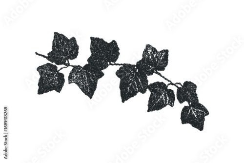 Textured black ivy vine branch on white transparent background. Vector hand drawn illustration