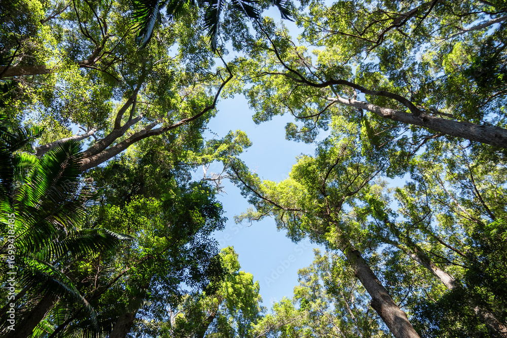 Fototapeta premium This worm's-eye view looks up into the lush canopy of a forest. Sunlight streams through the vibrant green leaves, illuminating the scene and creating a sense of natural beauty and tranquility. 
