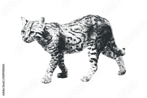 Ocelot walking, grainy texture, transparent. Vector hand drawn illustration
