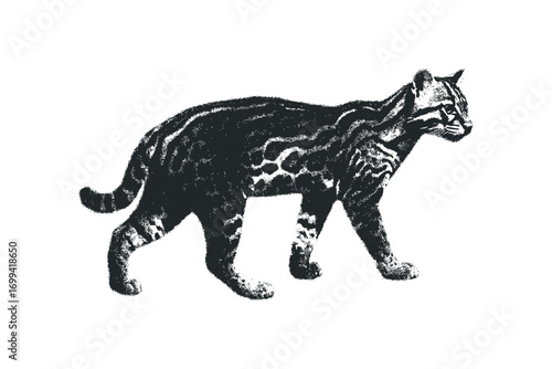 Ocelot walking on transparent background. Vector hand drawn illustration