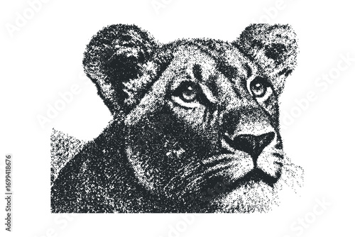 Lioness portrait, textured, isolated on white. Vector hand drawn illustration