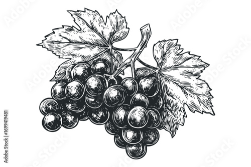 Line art black grape cluster with leaves on transparent background. Vector hand drawn illustration