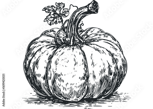Hand-drawn sketch of a single pumpkin with stem and leaf. Vector hand drawn illustration
