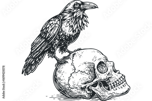 Posed Raven Perched on Human Skull Detailed Drawing. Vector hand drawn illustration