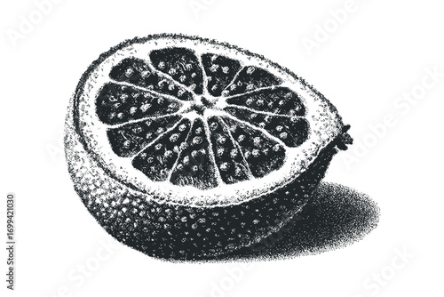 Half citrus fruit with visible segments and seed detail on transparent background. Vector hand drawn illustration