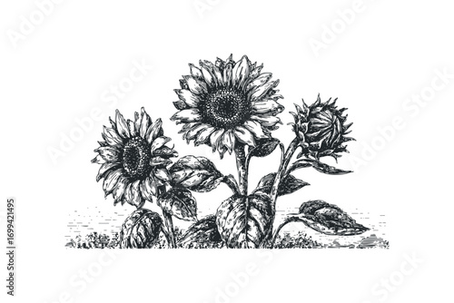 Group of Sunflowers with Textured Stems and Leaves on Transparent Background. Vector hand drawn illustration