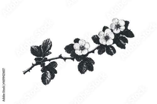 Stippled black branch with white flowers and leaves on a transparent background. Vector hand drawn illustration