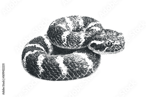 Textured coiled snake image with striking patterned scales. Vector hand drawn illustration