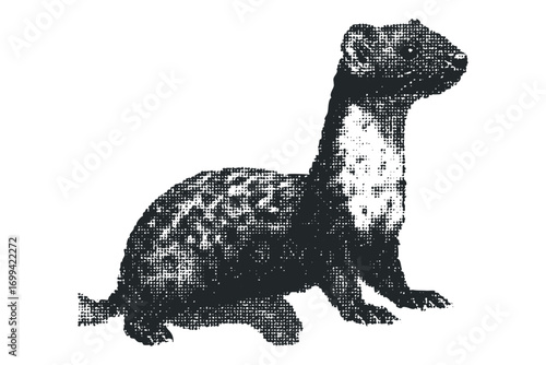 Small mammal with distinctive markings sits alertly. Vector hand drawn illustration