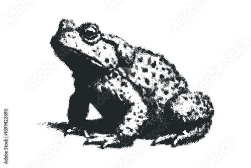 Toad amphibian isolated on white background, textured. Vector hand drawn illustration
