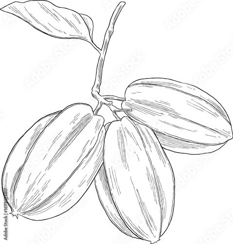 Star Fruit Botanical Sketch Illustration