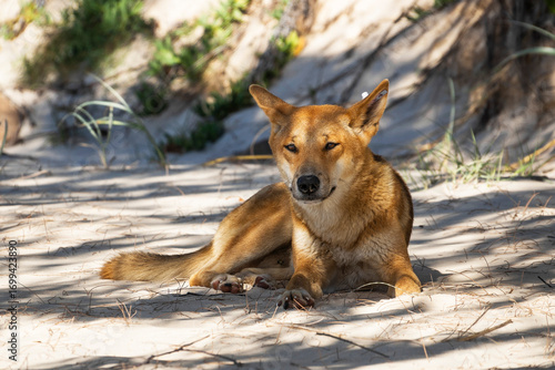 A dingo resting on a sandy beach. The dingo, with its golden-brown fur, is lying in the dappled shade cast by surrounding vegetation. Its ears are pricked up, and its eyes are partially closed.