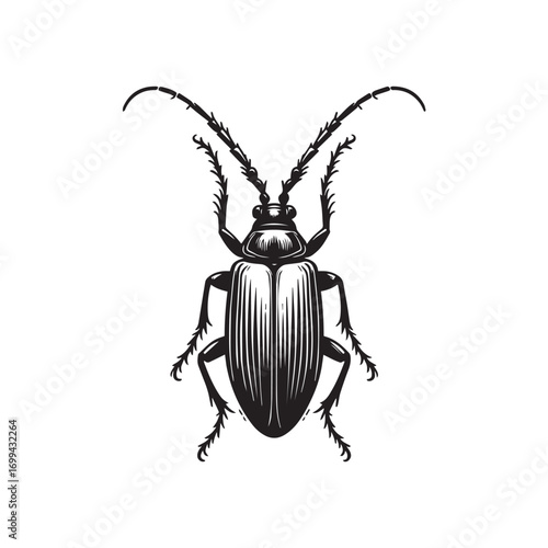 stag beetle vector illustration