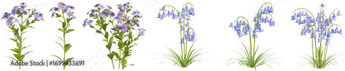 Konstfotografi Set of Aster flower and Bluebell flower with isolated on transparent background