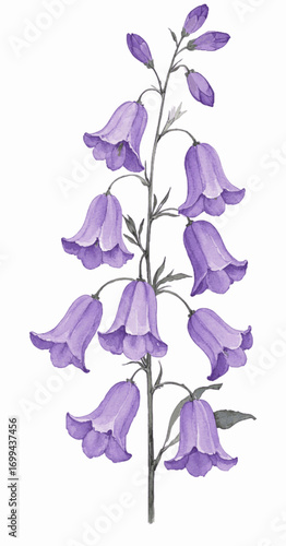 Watercolor Whispers: Bellflower Blues Purple bellflower isolated vector illustration svg