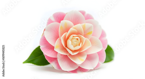 Delicate Pink and White Camellia Blossom with Green Leaves, Isolated on White Background for Botanical Studies and Floral Design Projects