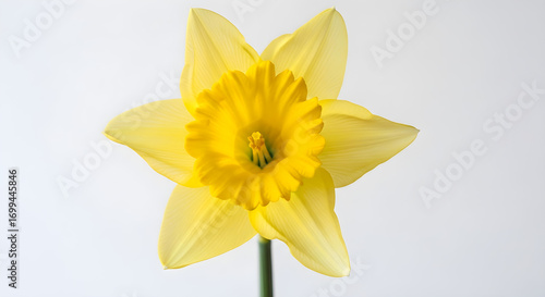Radiant Yellow Daffodil Blossom Against a Clean White Backdrop, Perfect for Springtime Greetings, Botanical Studies, or Floral Design Projects.