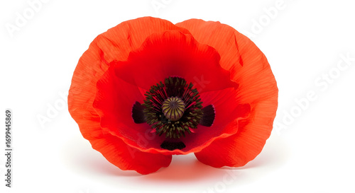Vibrant Red Poppy Blossom Isolated on White Background for Botanical Studies and Remembrance Day Projects. Ideal for commemorating veterans, illustrating floral design, or educational resources.