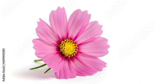 Delicate Pink Cosmos Flower with Vibrant Yellow Center on a Clean White Background for Botanical Studies and Floral Design Projects