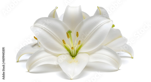 Elegant White Lily Blossom with Detailed Petals and Stamen for Botanical Illustrations and Floral Design Projects showcasing purity and beauty