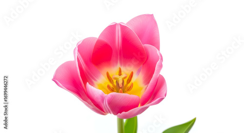 Isolated Pink Tulip Blossom with Detailed Petals and Vibrant Yellow Center, Perfect for Springtime Greetings and Floral Design Projects