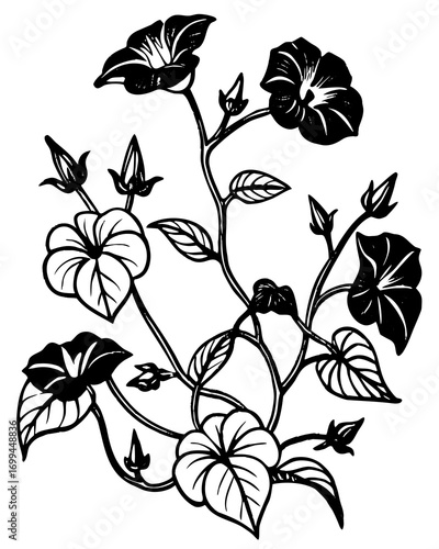 Black and white illustration of morning glory vines with blooming flowers and buds on a white background