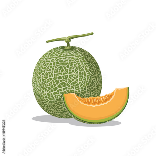 melon fruit vector illustration