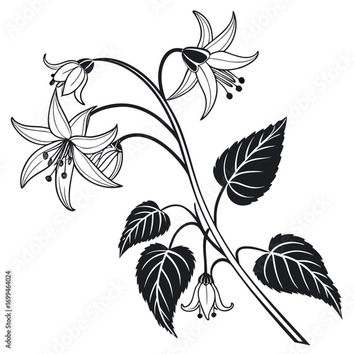 Elegant black and white floral illustration with bell shaped flowers and leaves