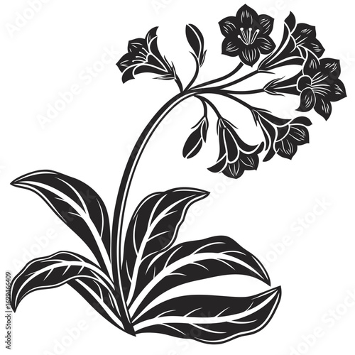 Elegant black and white illustration of a flowering plant with bell shaped flowers and large leaves