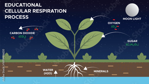 Educational Diagram of Cellular Respiration for Science Learning
