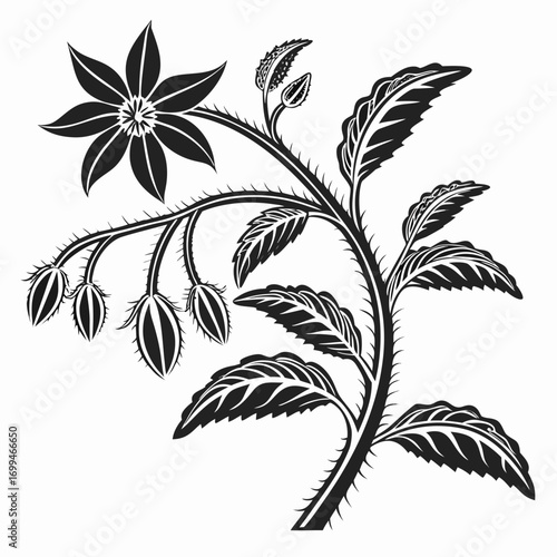 Black and white illustration of a flowering plant with thorny stem