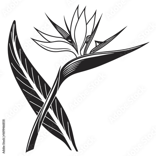Black and white illustration of a bird of paradise flower and leaves