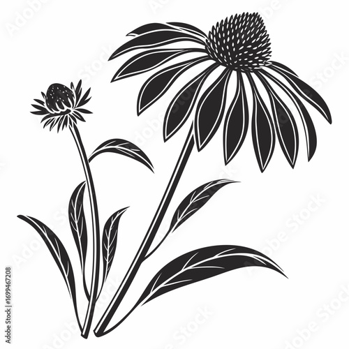 Black and white illustration of two echinacea flowers with leaves