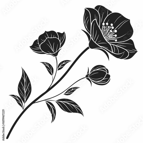 Elegant black silhouette of a flowering branch with leaves and buds