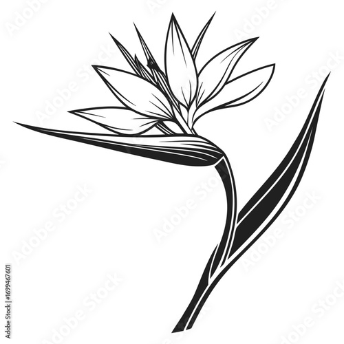 Stylized black and white bird of paradise flower illustration
