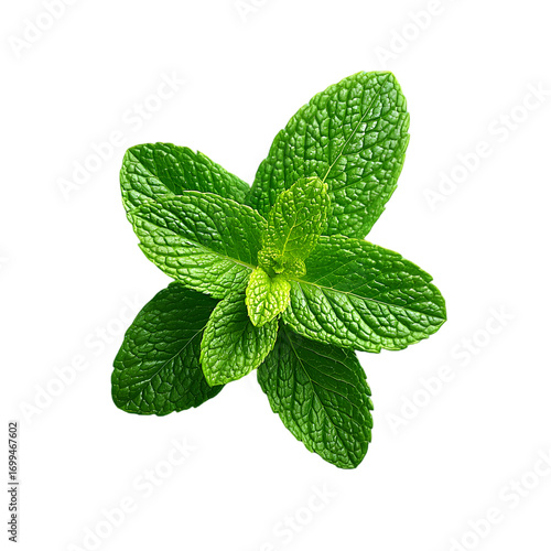 handful of fresh mint leaves with serrated edges and veins