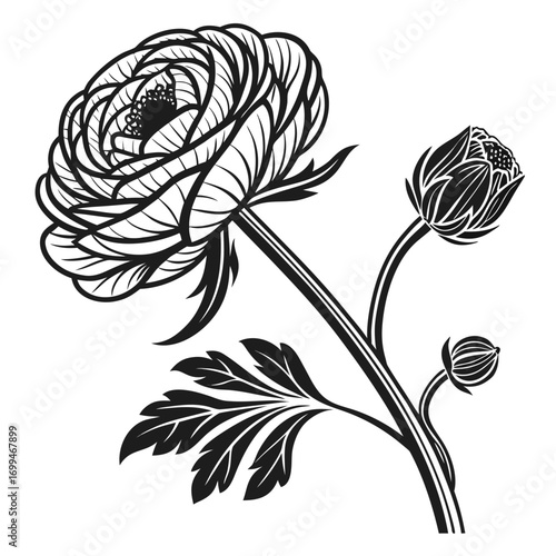 Black and white illustration of a ranunculus flower with buds and leaves