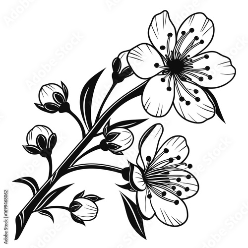Black and white illustration of cherry blossom branch with flowers and buds