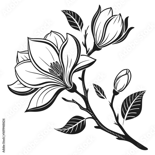 Elegant black and white illustration of blooming magnolia flowers and leaves