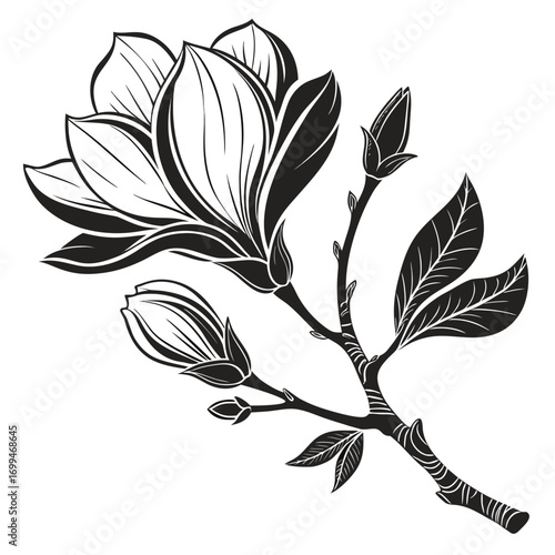 Black and white illustration of a blooming magnolia branch with buds and leaves