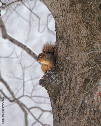 Squirrel in a tree in winter