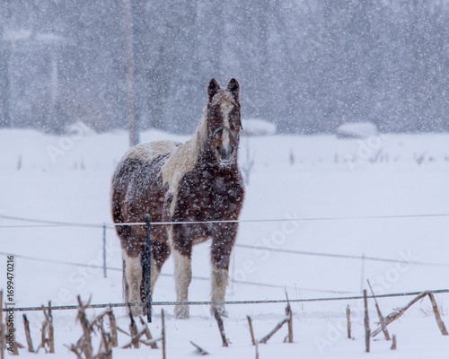 Horse standing in a heavy snowfall