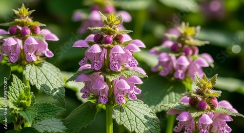 Wallpaper Mural Detailed Close-up of Purple Spotted Dead-nettle Flowers in Bloom Torontodigital.ca