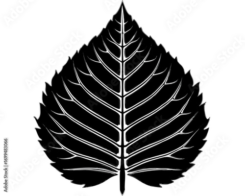Black and white illustration of a single leaf with detailed veins