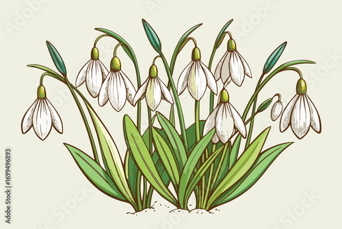 Delicate white snowdrop flowers blooming in spring with green leaves