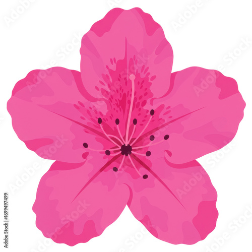 Vibrant pink flower with detailed petals and dark center isolated on white background