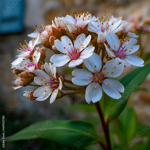Fresh Valerian Flowers Isolated on White