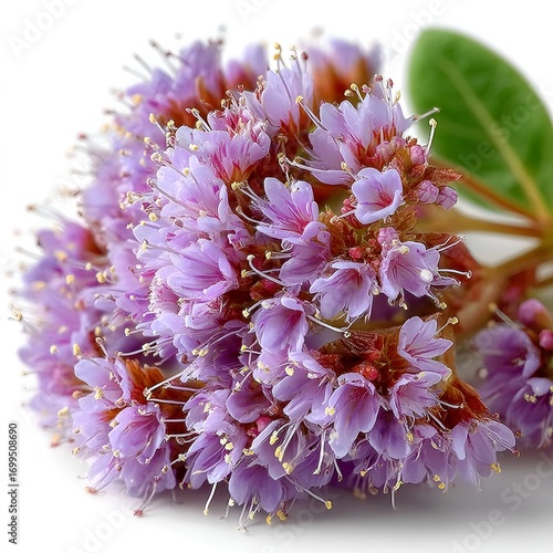 Delicate Valerian Flowers – Nature’s Calm in Bloom
